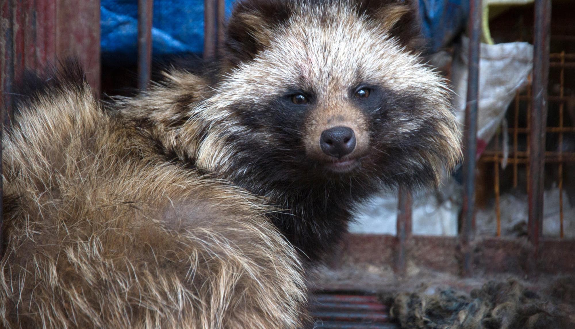 Mercado húmedo de Wuhan en China